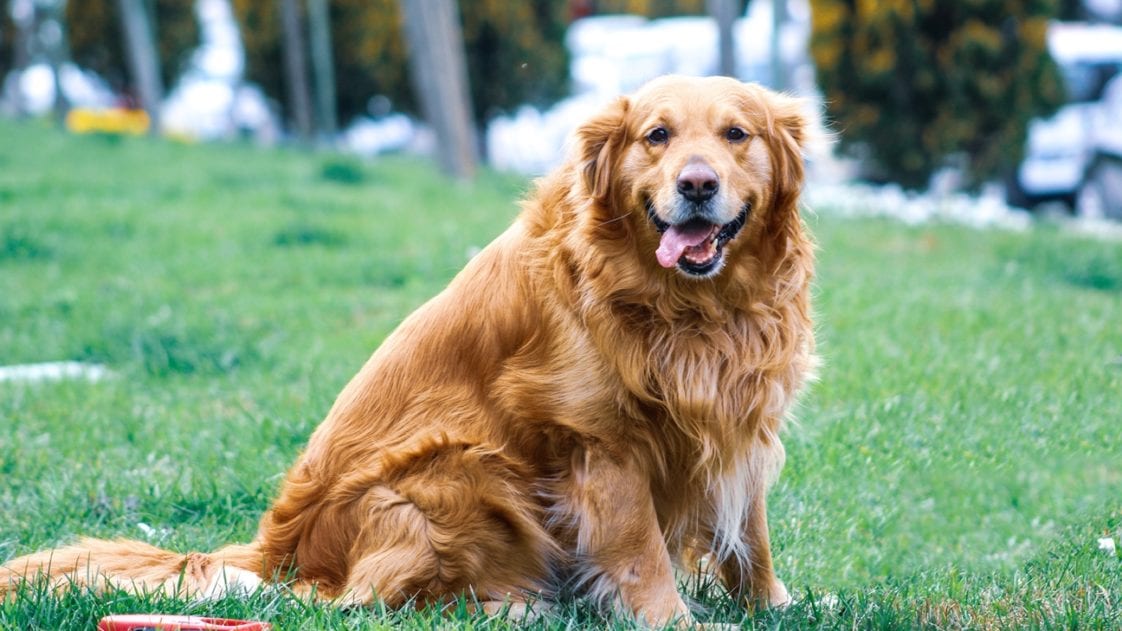 Where Do Golden Retrievers Come From? Golden Retriever Club