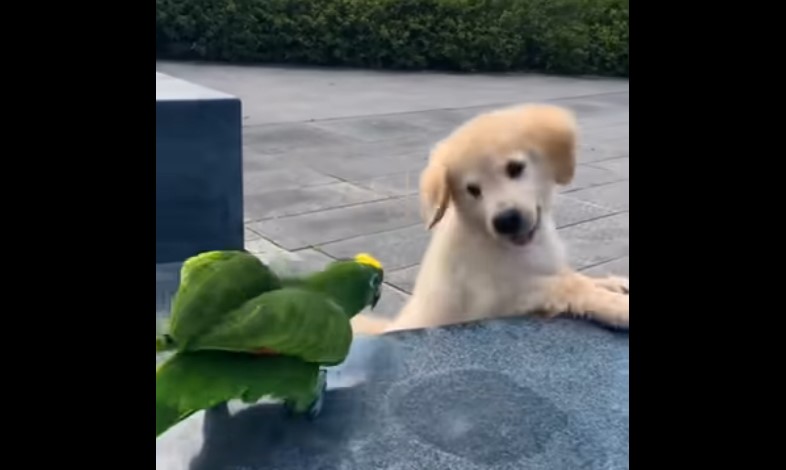 golden retriever puppy playing with parrot