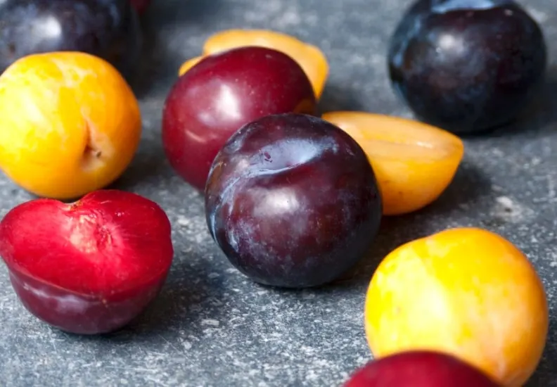 Picture of plums in order to answer the question what fruits can dogs eat