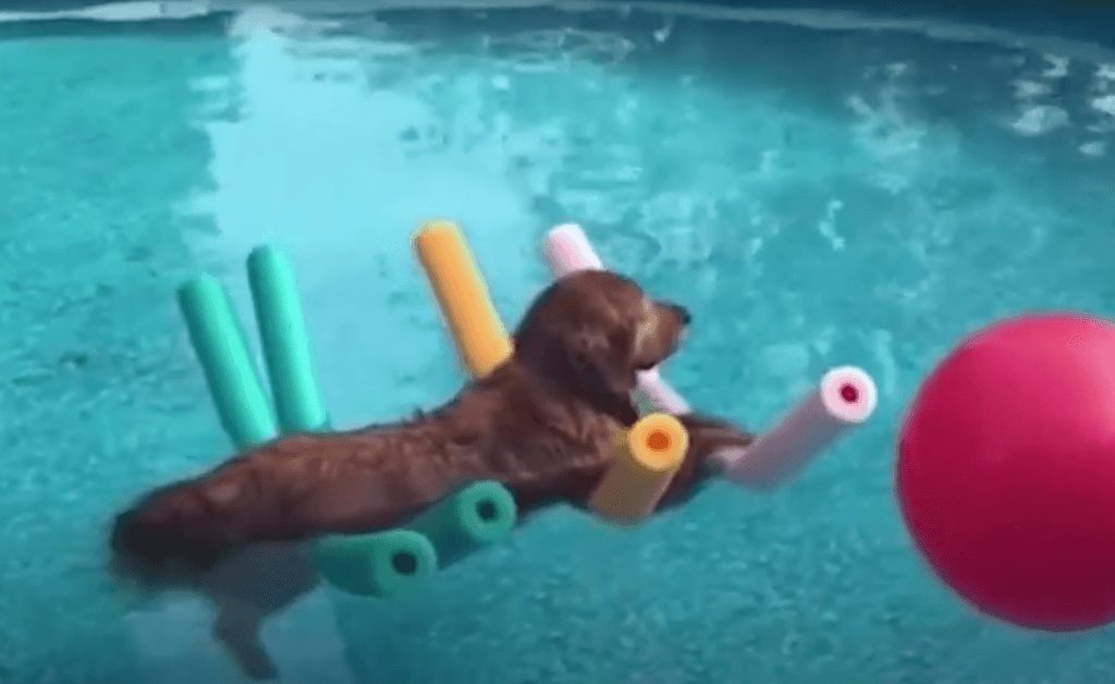 golden retriever swimming in the pool
