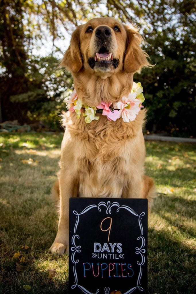 pregnant golden retriever photoshoot