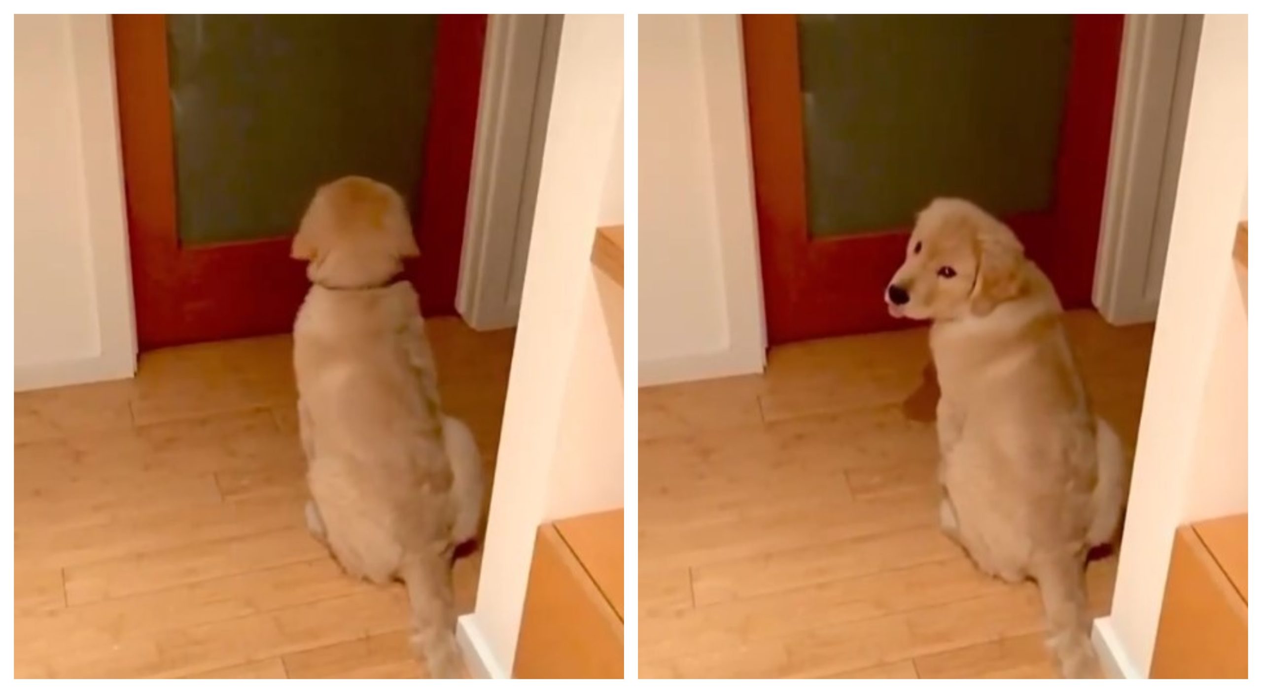 puppy waiting for owner in front of the door
