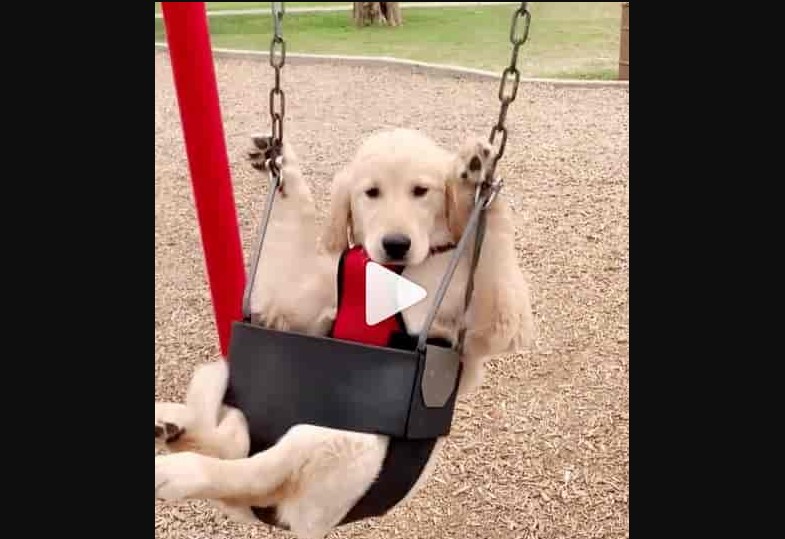 golden retriever puppy swinging
