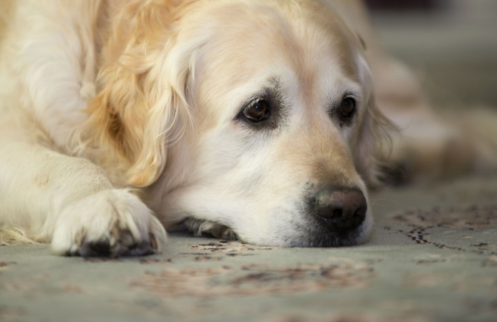 Hurt golden retriever in order to answer can you put neosporin on a dog