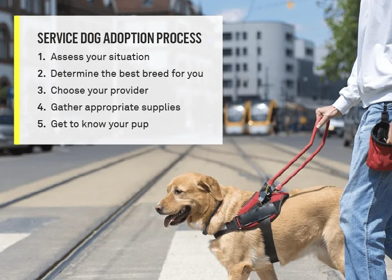 Steps on how to get a service dog
