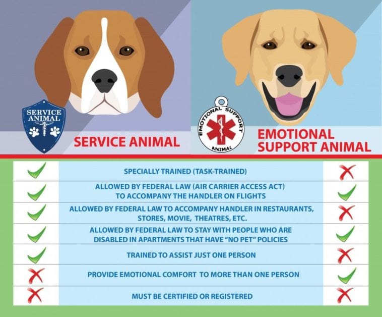How Do I Legally Get My Dog Certified As A Service Animal