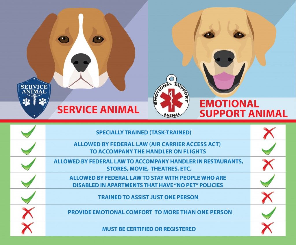 Service dog and emotional support animal