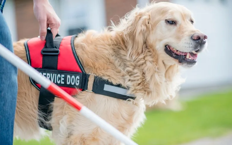 Pictures a service dog in order to answer how to get a service dog?