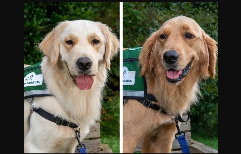 golden retriever service dogs