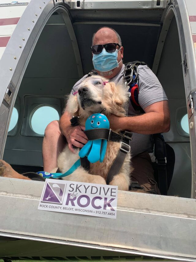golden retriever skydiving