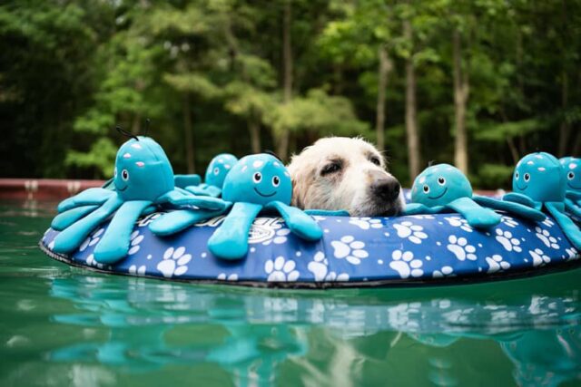 sick golden retriever resting in the pool