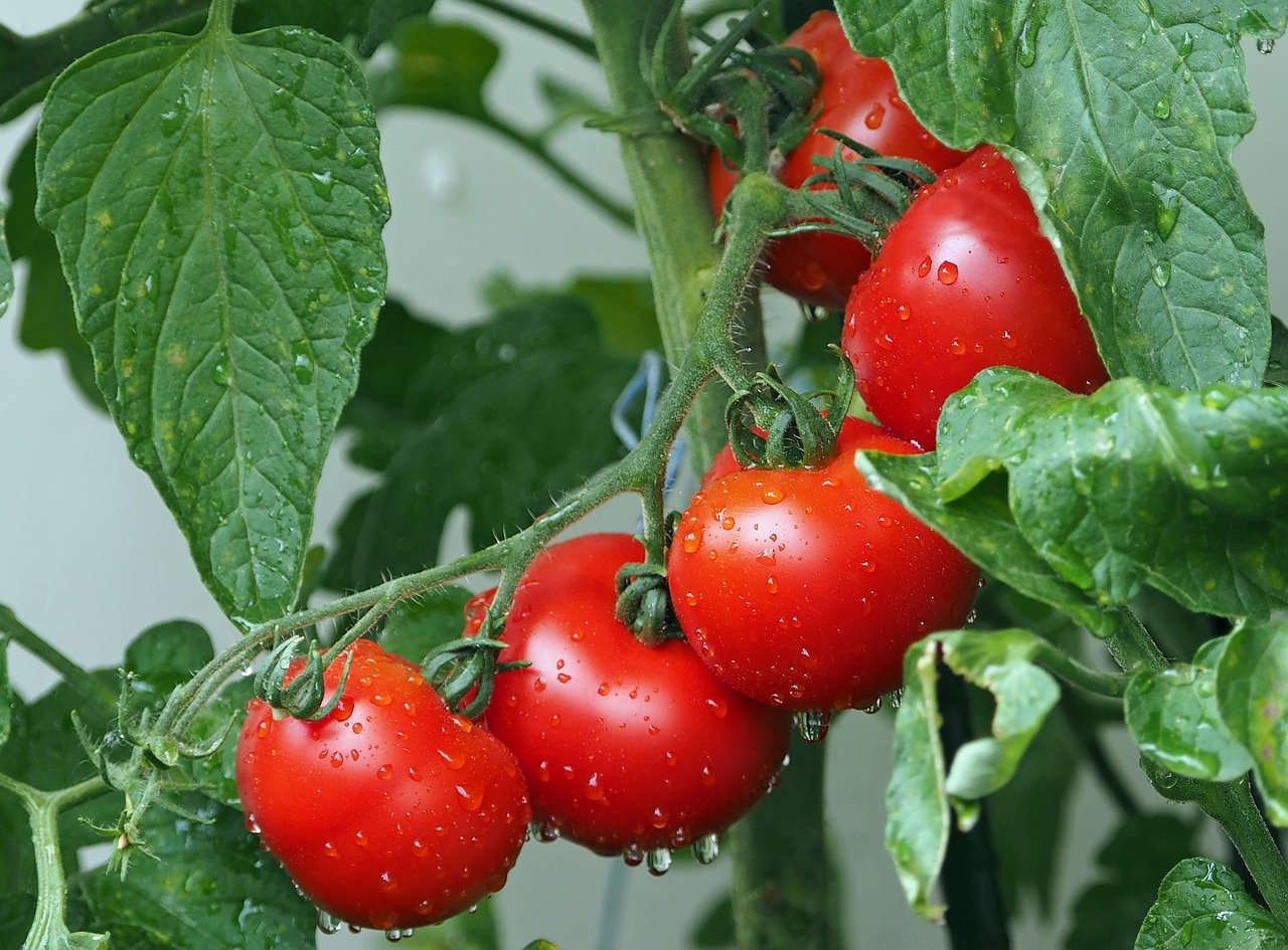 Are Tomatoes Bad For Dogs?