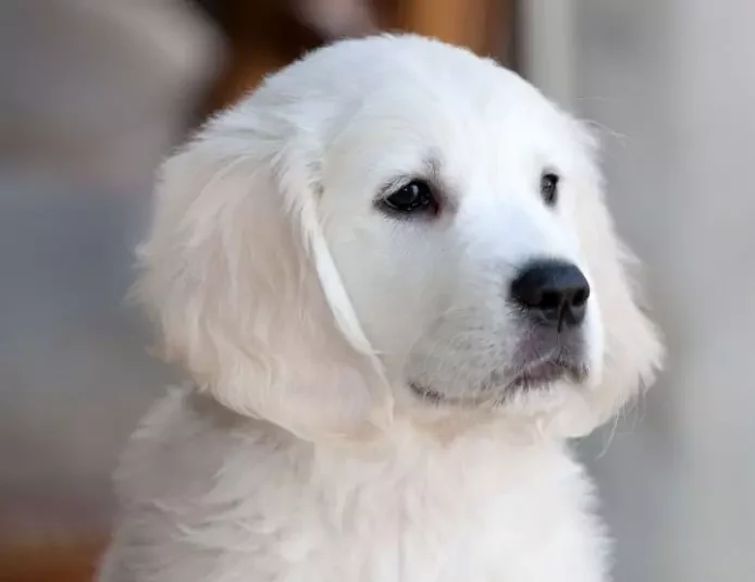 Very light cream colored Golden retriever puppy