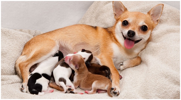 A female canine with her kids how many puppies can a dog have