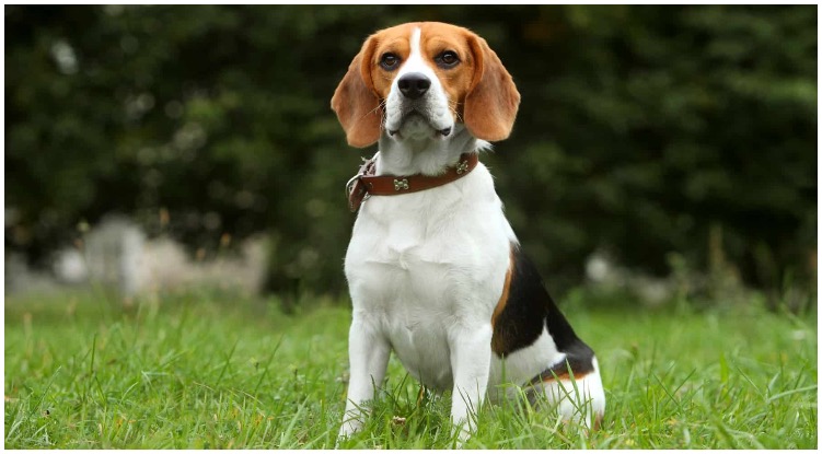 The Beagle is a sweet and adaptable medium sized dog breed