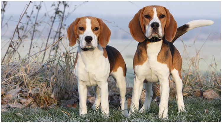 Two beagles on the beach standing while their owner wonders are they a medium sized dog breeds