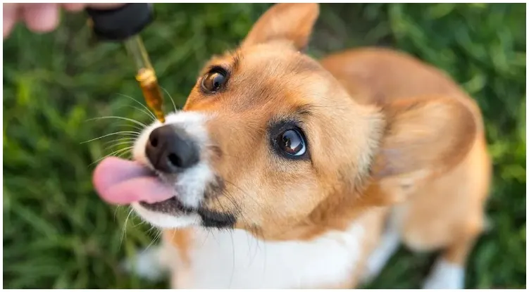 A dog having some CBD oil for dogs from a pipette