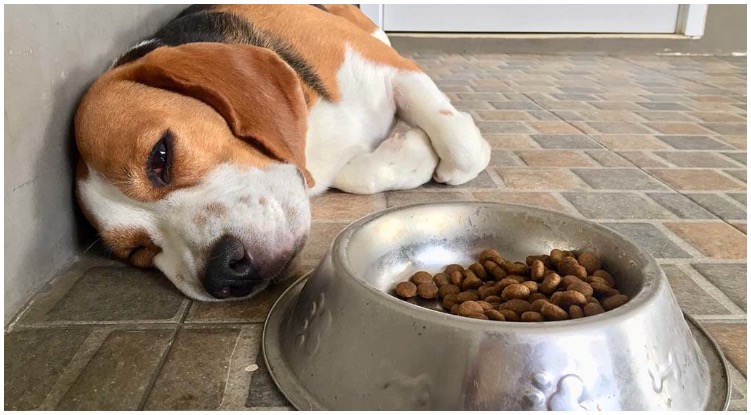 Dog laying next to it’s bowl of food while his owner wonders can i give my dog pepto-bismol