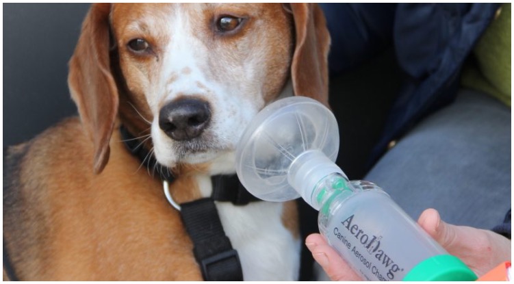 Can Dogs Have Asthma? Signs And Symptoms
