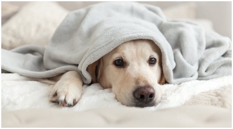 A dog laying with a blanket over his body while his owner wonders can you give a dog Advil?