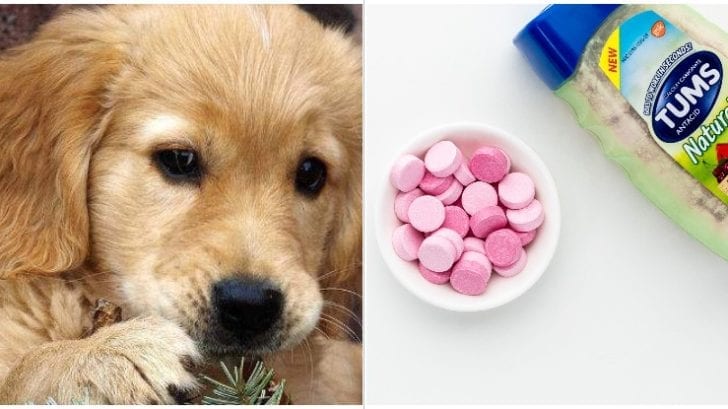 over the counter pain meds for dogs over the counter pain meds for dogs