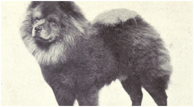 A black and white picture of a Chow Chow