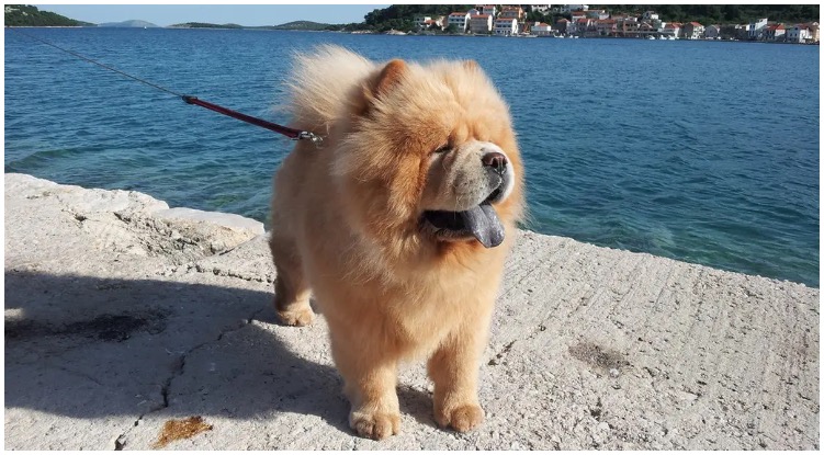 A chow chow dog being walked on a leash next to a lake