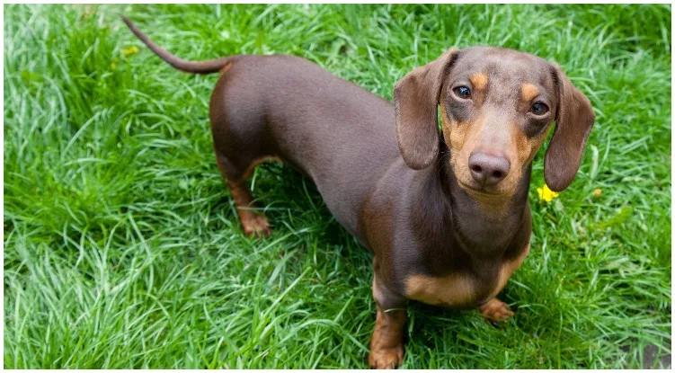 The Dachshund sitting on a green field of grass