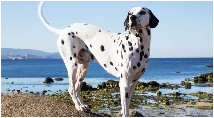 A Dalmatian standing in front of the sea on a cliff