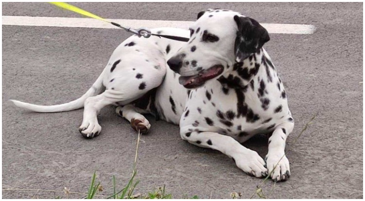 Dalmatians is a breed of dogs with spots