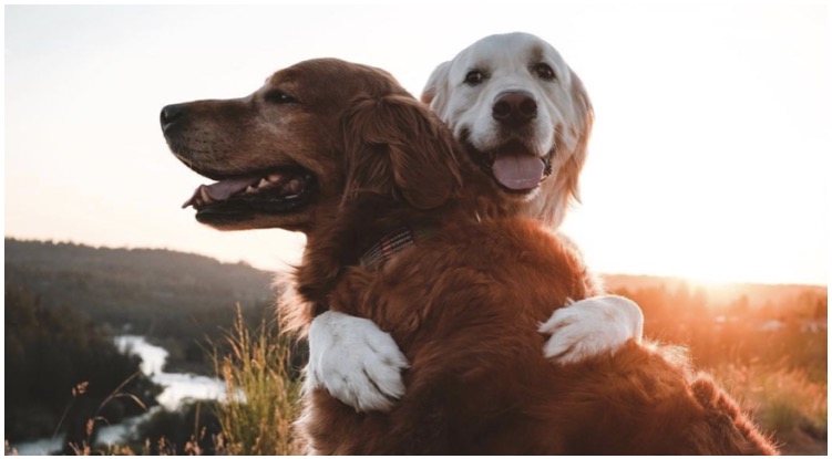 Two dogs hugging each other while their owner wonders do dogs have souls