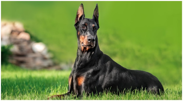 The doberman everything you need to know about this dog breed