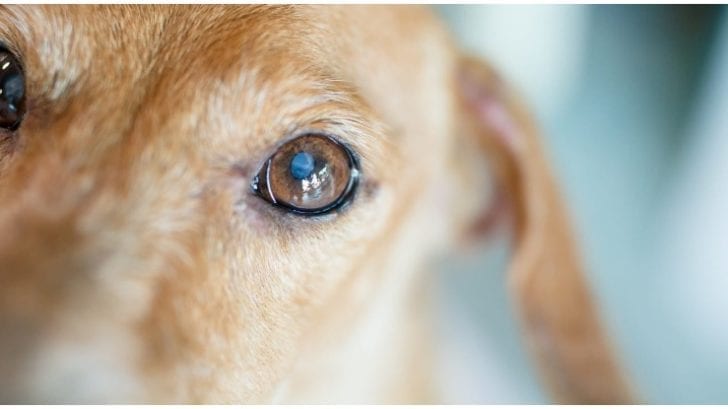 Dog Eye Goop: What’s Normal And What’s Not - Golden Retriever Club