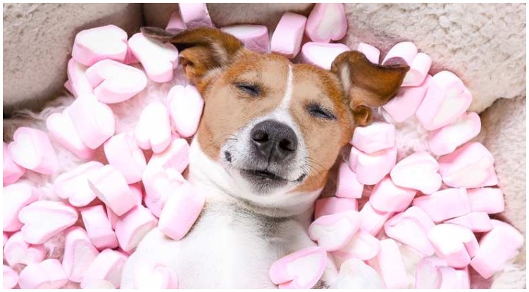 Dog laying in bed of marshmallows while his owner is wondering can dogs eat marshmallows