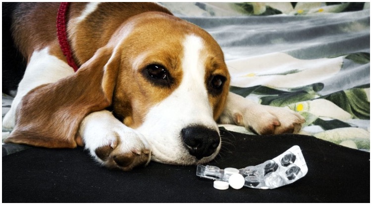 Can You Give Dogs Aspirin?
