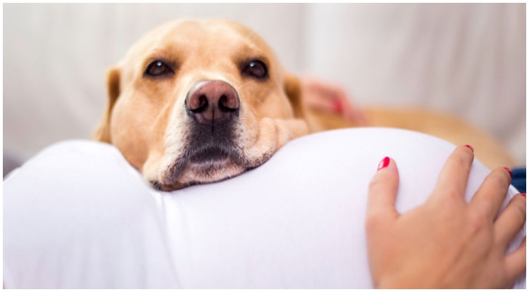 Woman wondering can dogs sense pregnancy?