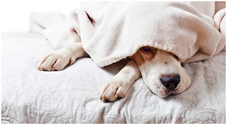 Dog trying to sleep with a blanket over his head while his owner wonders is melatonin for dogs safe?