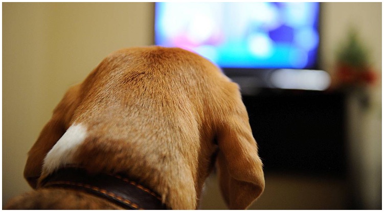 A dog calmly watching TV while his owner wonders can dogs see tv the way we do