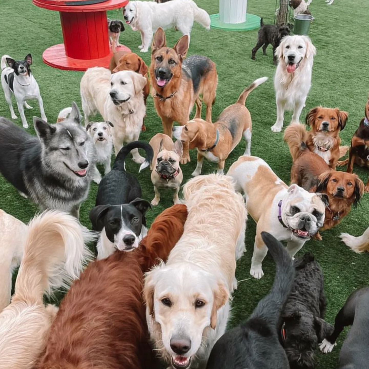 A bunch of dogs in puppy school