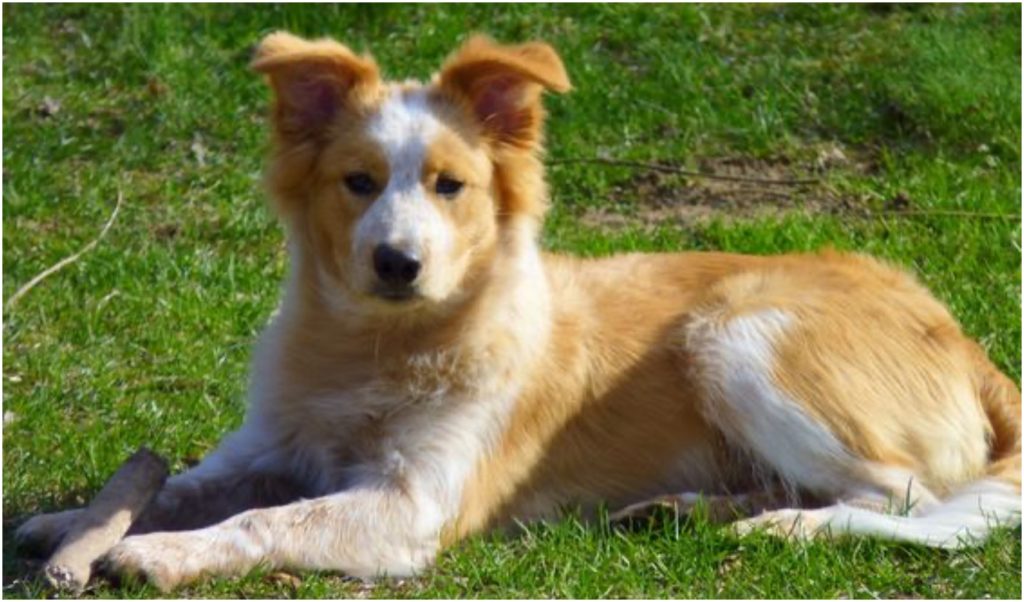 A crossbreed between the GR and Border Collie