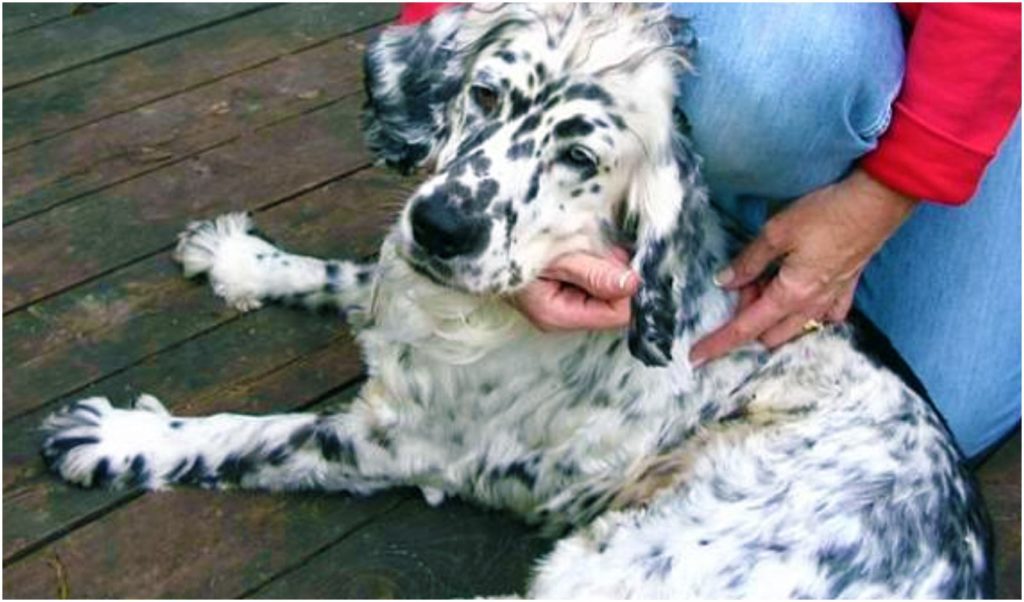 The goldmation is a cross between the Dalmatian and Golden Retriever 