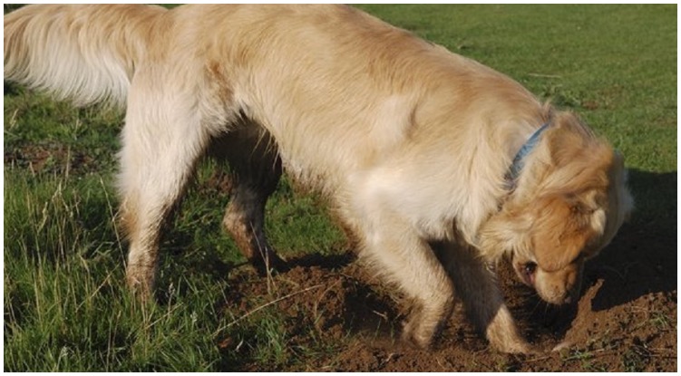 Golden retriever burying bone in the garden while his owner wonders why do dogs bury bones