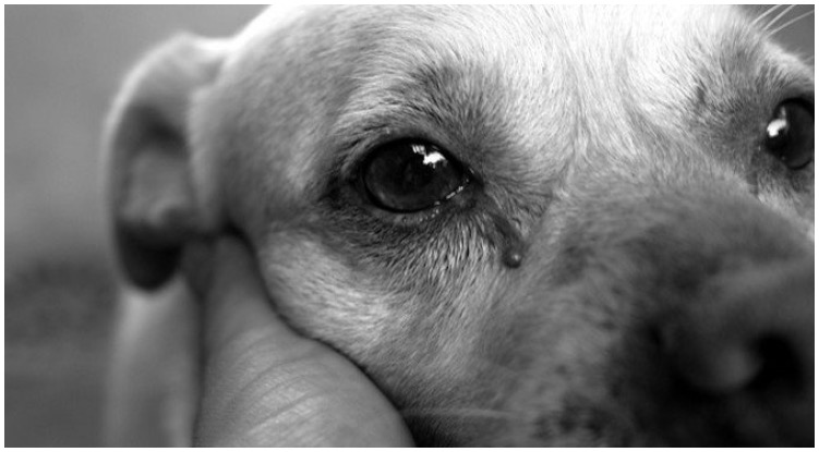 Can Dogs Cry Tears Of Sadness?