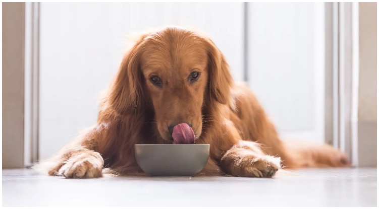 Golden retriever next to a bowl of food while his owner wonders how long does it take for a dog to digest food