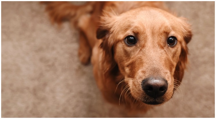 Golden retriever looking at his owner while he wonders about mites on dogs