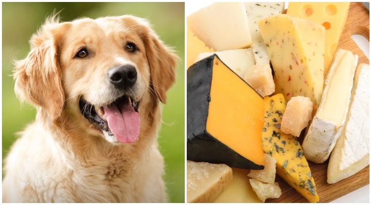 A plate of cheese and a smiling golden retriever while one question remains is cheese bad for dogs