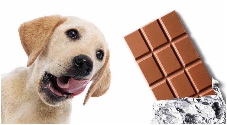 Golden retriever next to a bar of chocolate asking is chocolate bad for dogs?