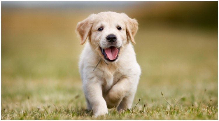 Golden retriever puppy running while his owner wonders about good dog names