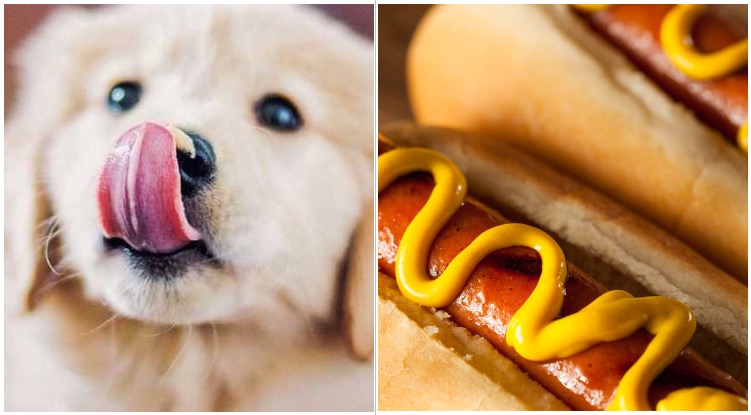 Gol retriever puppy next to two hot dogs Wondering can dogs eat hot dogs?