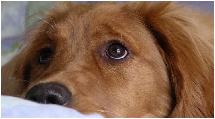 Adorable golden retriever puppy looking at owner while he wonders can dogs get pink eye?